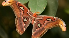 Urbanization Is Driving Moths Away; 'Strong Pattern' of Insect Decline Observed [Study]
