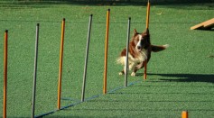 Top 10 Easy-to-Train Dog Breeds: Key Factors for Successful Training