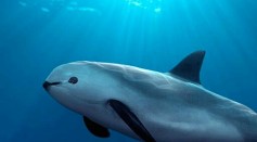 Vaquita Porpoise Under Threat of Population Decline; Extinction Alert Issued for the World’s Rarest Marine Mammal