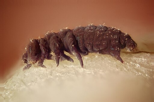 Tardigrade Proteins Could Help Slow Down Aging If Induced in Human Cells, Study Reveals