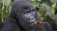 180,000 Great Apes  Are at Risk Due To Efforts for Clean Energy [Study]