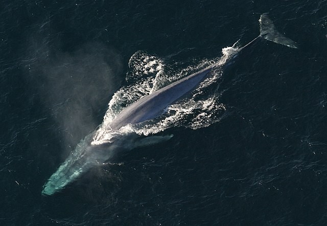 2 Male Blue Whales Caught Competing for the Female's Affection in Rare Mating Ritual