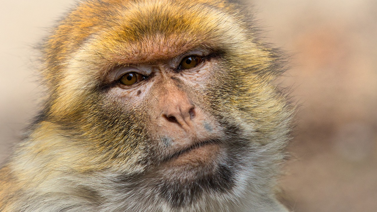 Monkey Bite Leaves Man In Critical Condition After Getting Infected ...