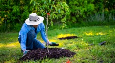 Albedo Effect Explained: Planting Trees in Wrong Places Could Warm the Planet