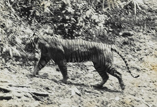 Javan Tiger Thought Extinct Due To Hunting and Habitat Loss Spotted in West Java
