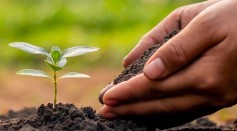 Soil, Seed, Seedling