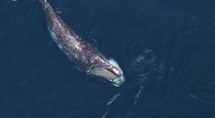 New Technology Effectively Reduces Whale, Ship Collisions That Lead to Cetaceans' Deaths