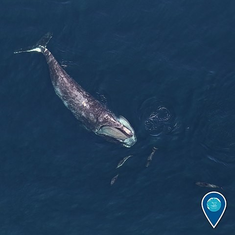 New Technology Effectively Reduces Whale, Ship Collisions That Lead to Cetaceans' Deaths