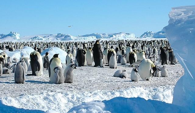 700 Emperor Penguin Chicks Jump From 50-Foot Ice Cliff in Antarctica; Here's Why They Do This