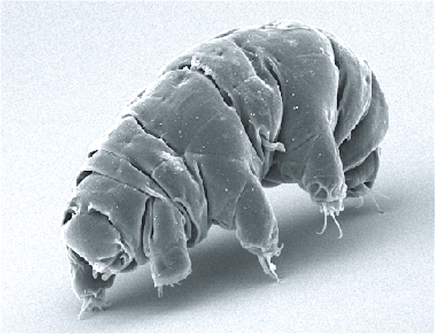 Indestructible Tardigrade Survives Radiation by Ramping Up Production of DNA Repair Genes