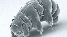 Indestructible Tardigrades Survive Radiation by Ramping Up Production of DNA Repair Genes