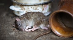 Can Animals Count? Scientists Unveil the Neural Basis of Number Sense in Rats