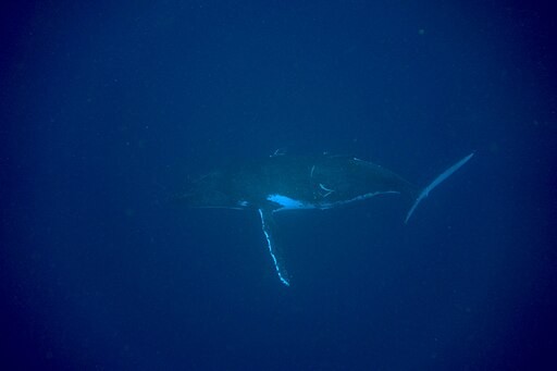 World’s First ‘Conversation’ Between Humans and Humpback Whales Could Help Us Talk to Aliens in the Future