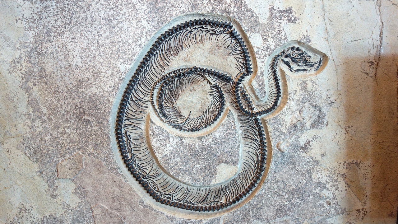 Snake Fossils of Previously Unknown Ancient Species Show That It Could Have Been One of the Largest Snakes Ever | Science Times