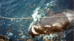 Rare Sleeper Shark: One of Longest Living Animals at Risk Due to Overfishing [Study]