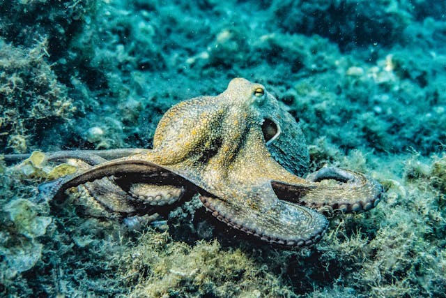 Impatient Female Octopus Drags Male Partner To Hunt for Food After Taking Too Long To Find Her Mantle Cavity for Mating
