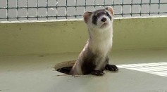 Two Ferrets Successfully Cloned From Frozen DNA Sample Taken in 1988; Can This Process Save Other Species From Extinction?