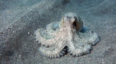 Cephalopods Are 'So Aliens' Says Marine Biologist Who Seemingly Communicates With an Octopus in Rare Video