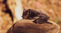 Bats Show First Evidence of Parallel Evolution in Mammal Species in Real-Time [Study]