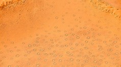 What are the Fairy Circles in Namib Desert? Uncovering the Secrets of the Oldest Arid Place in the World