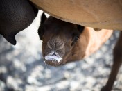 Camels Could Soon Replace Cows as Major Source of Milk; What are the Benefits of This Dairy Product?