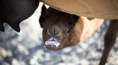 Camels Could Soon Replace Cows as Major Source of Milk; What are the Benefits of This Dairy Product?
