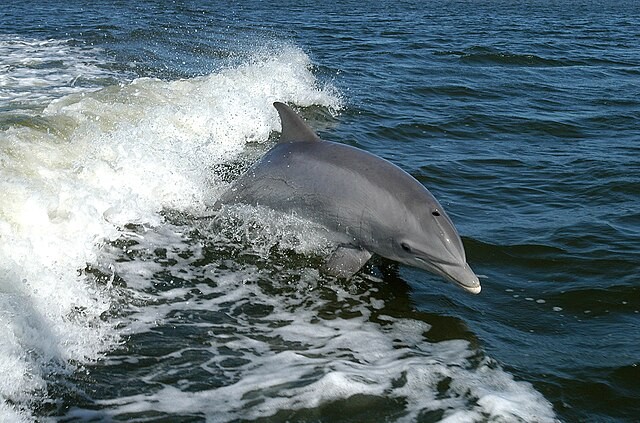 Florida Dolphin Diagnosed With 'Highly Pathogenic' Bird Flu; First Case of Spillover Into Cetacean
