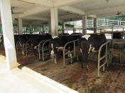 Bird Flu Infects and Kills Cats That Drank Milk From H5N1-Stricken Cows, Raising Concerns That the Virus Might Be Evolving