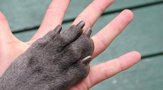Why Do Most Mammals Have 5 Fingers? Exploring the Homology of Living Tetrapods