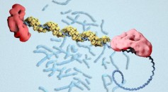 First pictures of BRCA2 protein show how it works to repair DNA