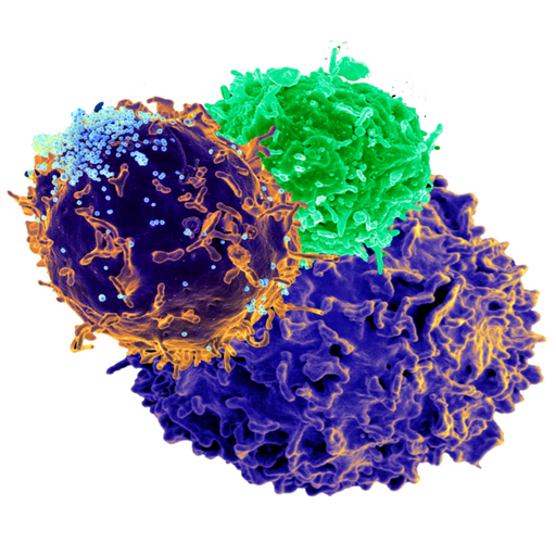 Prehistoric Pandemic: How Did ERV-Fc Infect Mammals for 15 Million Years?