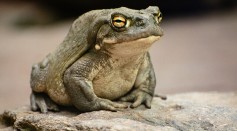 Colorado River Toad Releases Psychedelic Compounds That Could Treat Depression, Anxiety [Study]