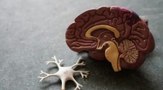 Sleep Fails to Aid Brain Toxin Clearance