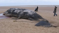 beached sperm whale