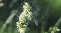 NOAA’s RAP-Chem Atmospheric Chemistry Prediction System Reveals How Pollen Can Change the Weather