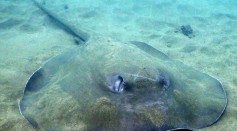 Charlotte the Virgin Stingray Pregnancy Could Be Taking Longer Than Normal Due to Diapause, Expert Says