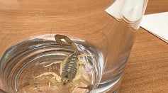  California Man Suffers Scorpion Sting on Testicles While Staying at Las Vegas; What Causes Mass Infestation of These Arachnids?
