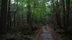 Inside Japan's Aokigahara: Why Is It Called a Suicide Forest?