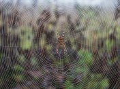 Spider Silk Reveals Breakthrough in High-Sensitivity Microphones
