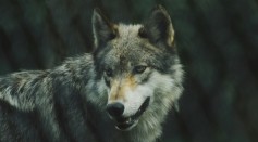 Poisoned Carcass Kills Protected Wolves and Eagles in Oregon