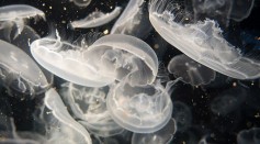 Climate Change Could Alter Global Distribution of Gelatinous Zooplankton; Jellyfish To Dominate Arctic Ocean in the Future