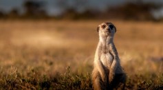 Zoo Meerkats' Mysterious Heart Disease May Hold Clues for Human Health
