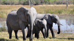 Highly Social Elephants Communicate With Gestures and Sounds, Expert Says