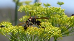 UK Warned Over Asian Hornets After Record Sighting; How Invasive Are These Predatory Insects?