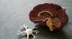 Human Blood-Brain Barrier ‘Assembloids’