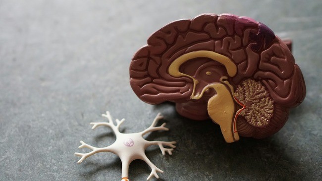 Human Blood-Brain Barrier ‘Assembloids’