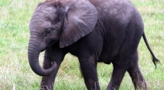 Elephant Startled After Nearly Stepping Onto Sleeping Dog; Do These 2 Animals Get Along Well?