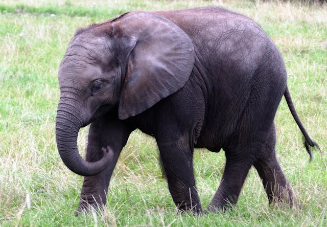 Elephant Startled After Nearly Stepping Onto Sleeping Dog; Do These 2 Animals Get Along Well?