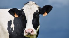 cow