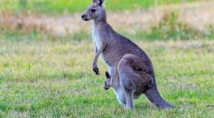 Marsupials Fear Humans More Than Any Other Predator, Australian Study Finds